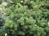 Picea abies 'Lombards' 